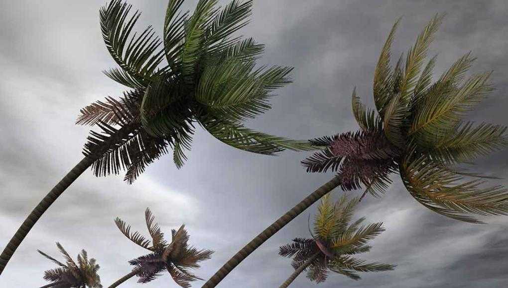 St. Augustine Storm Safety Tips: How to Be Prepared for Tropical Depression 9 - A tree swaying in the wind during a storm