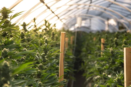Medical Marijuana is Growing in Sarasota - Marijuana Nursery