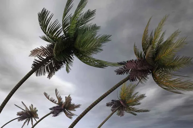 St. Augustine Storm Safety Tips: How to Be Prepared for Tropical Depression 9 - A tree swaying in the wind during a storm