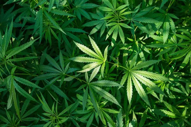 Pennsylvania Medical Marijuana Law Could Help Curb Drug Abuse - Marijuana plants