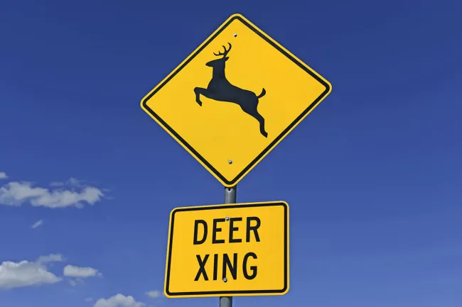 Memphis Drivers: How To Avoid Hitting A Deer In the Roadway - Avoid Hitting A Deer Signage